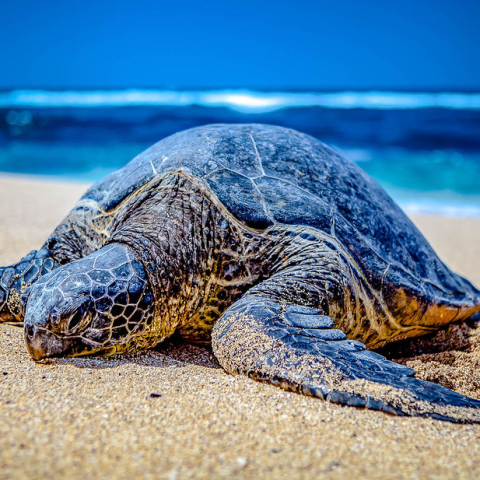 a turtle lying in the sand on a beach