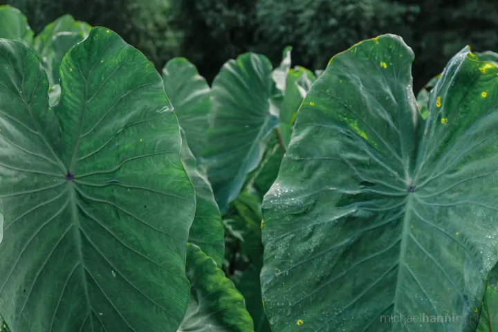 Hawai Maui Hana Taro leaves