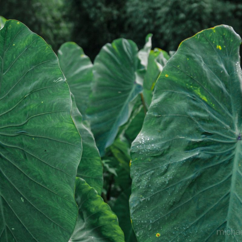 Hawai Maui Hana Taro leaves