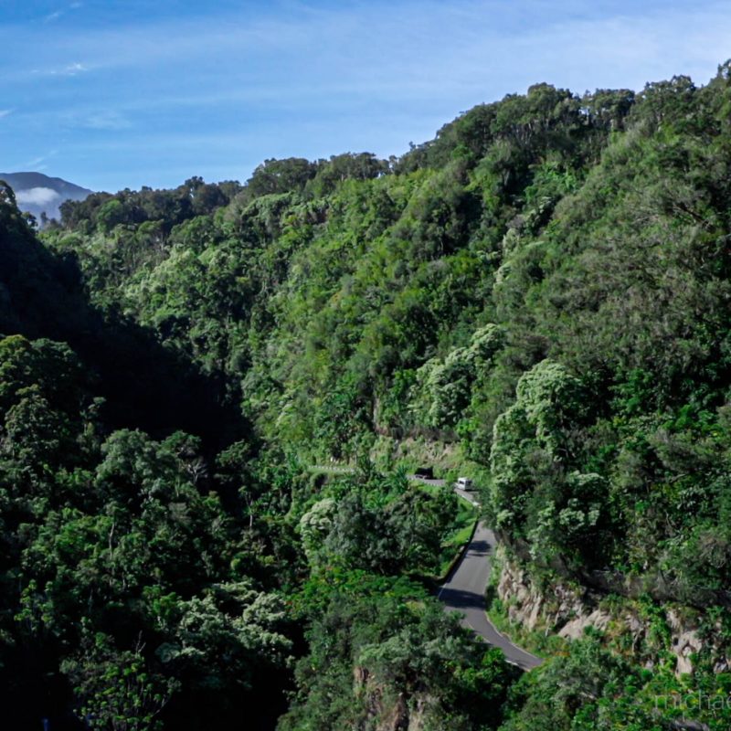 a close up of a lush green forest
