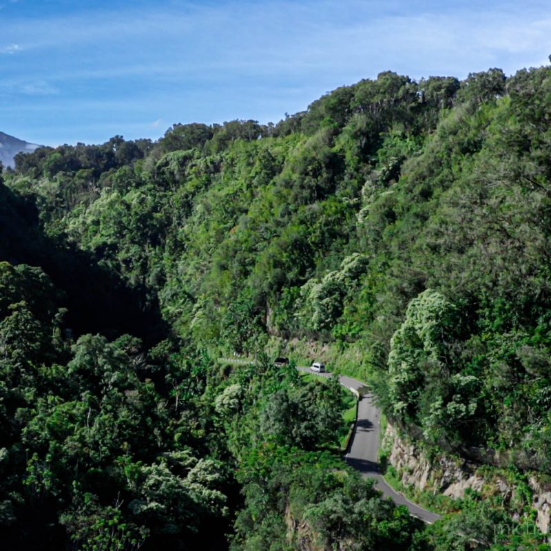 a close up of a lush green forest