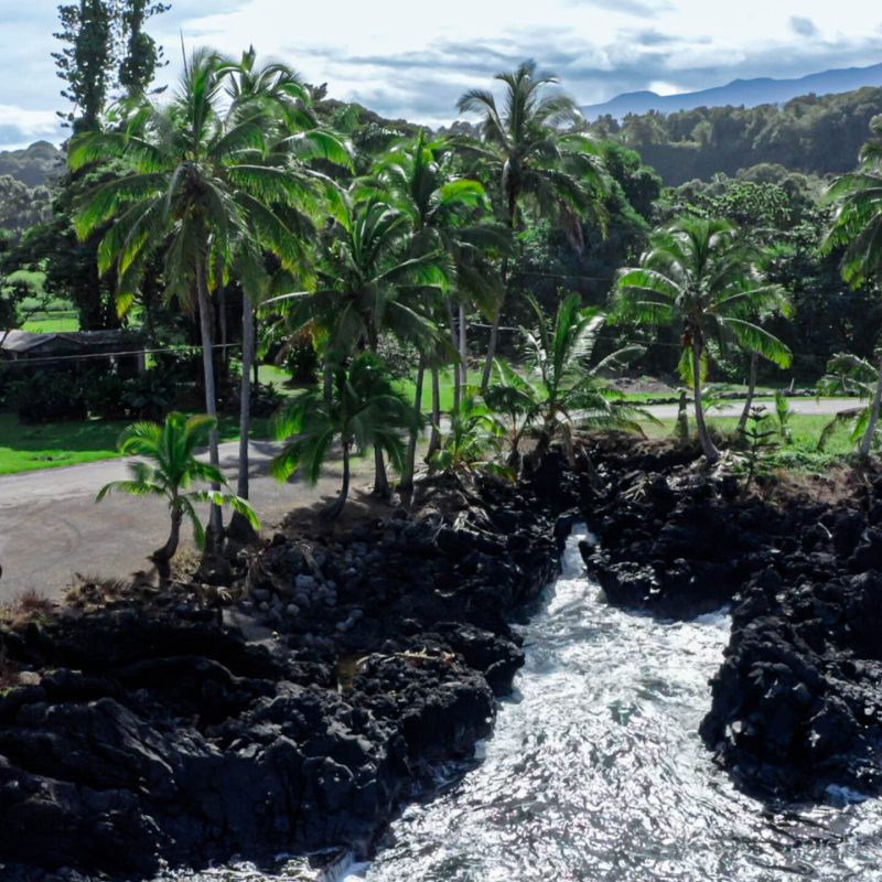 a group of palm trees on the side of a mountain