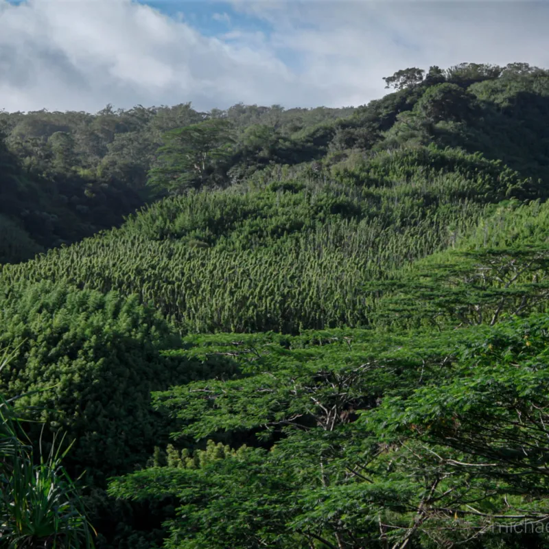 a close up of a lush green forest