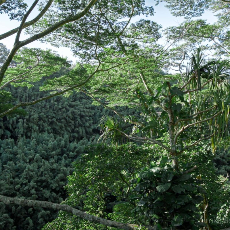 a large tree in a forest