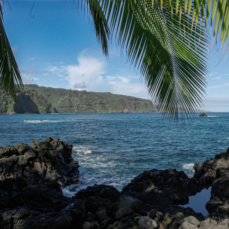 a tree next to a body of water