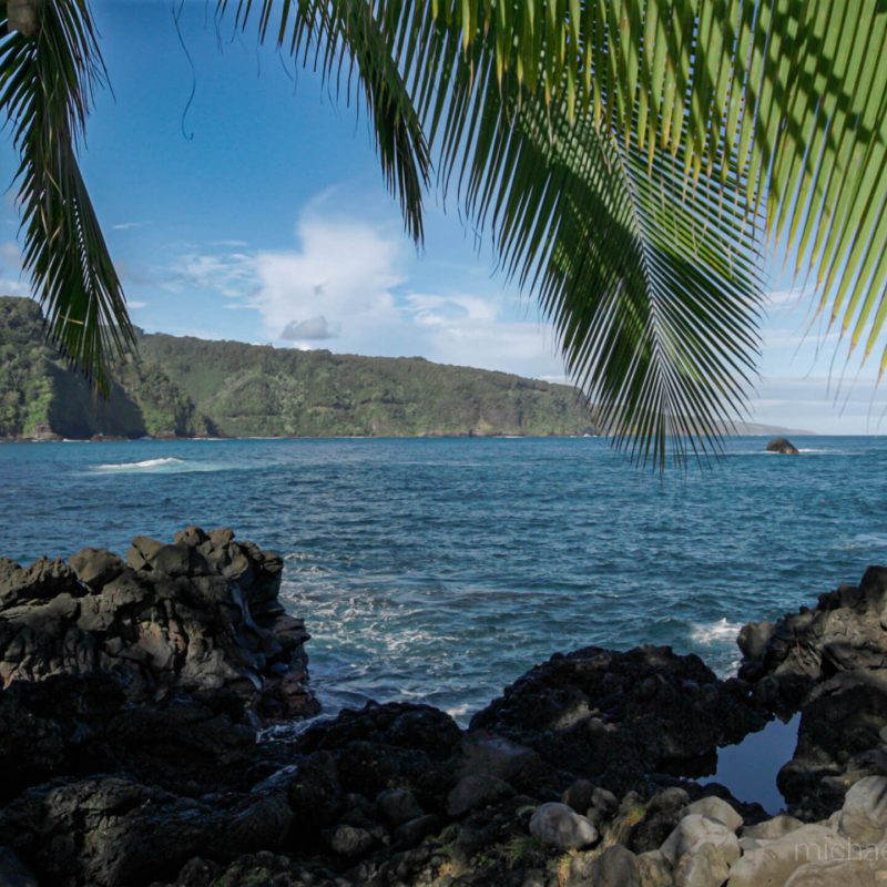 a group of palm trees on a rock next to a body of water
