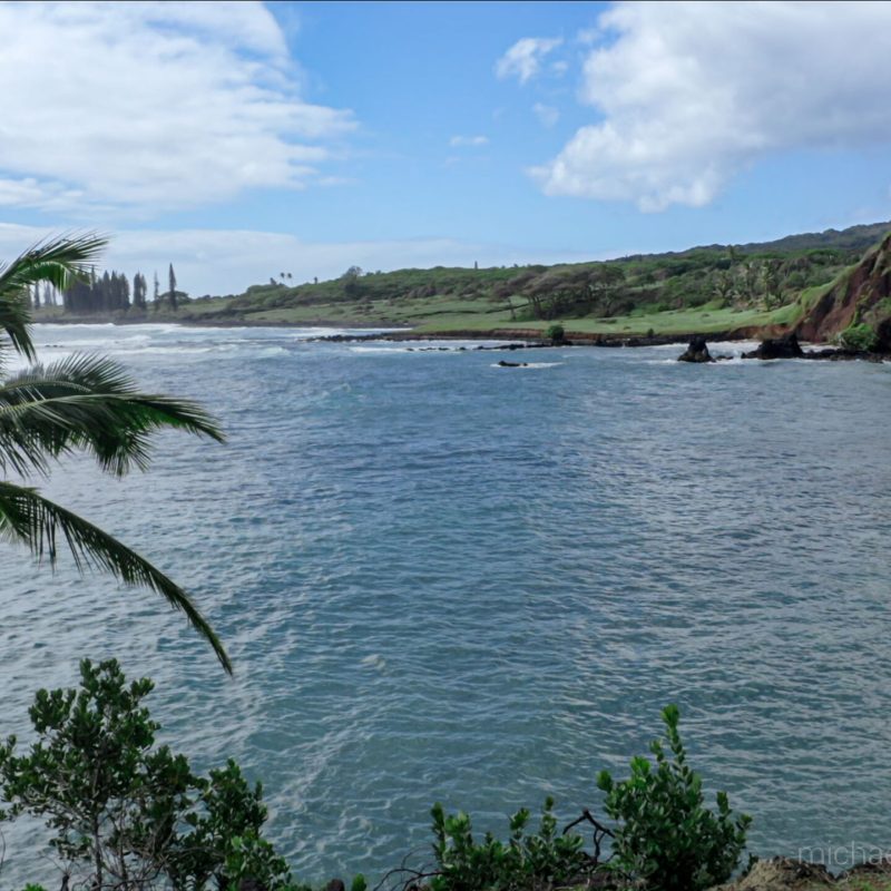 a tree next to a body of water
