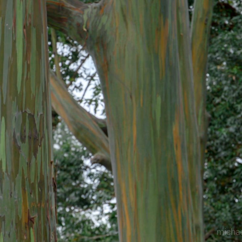 a close up of a tree