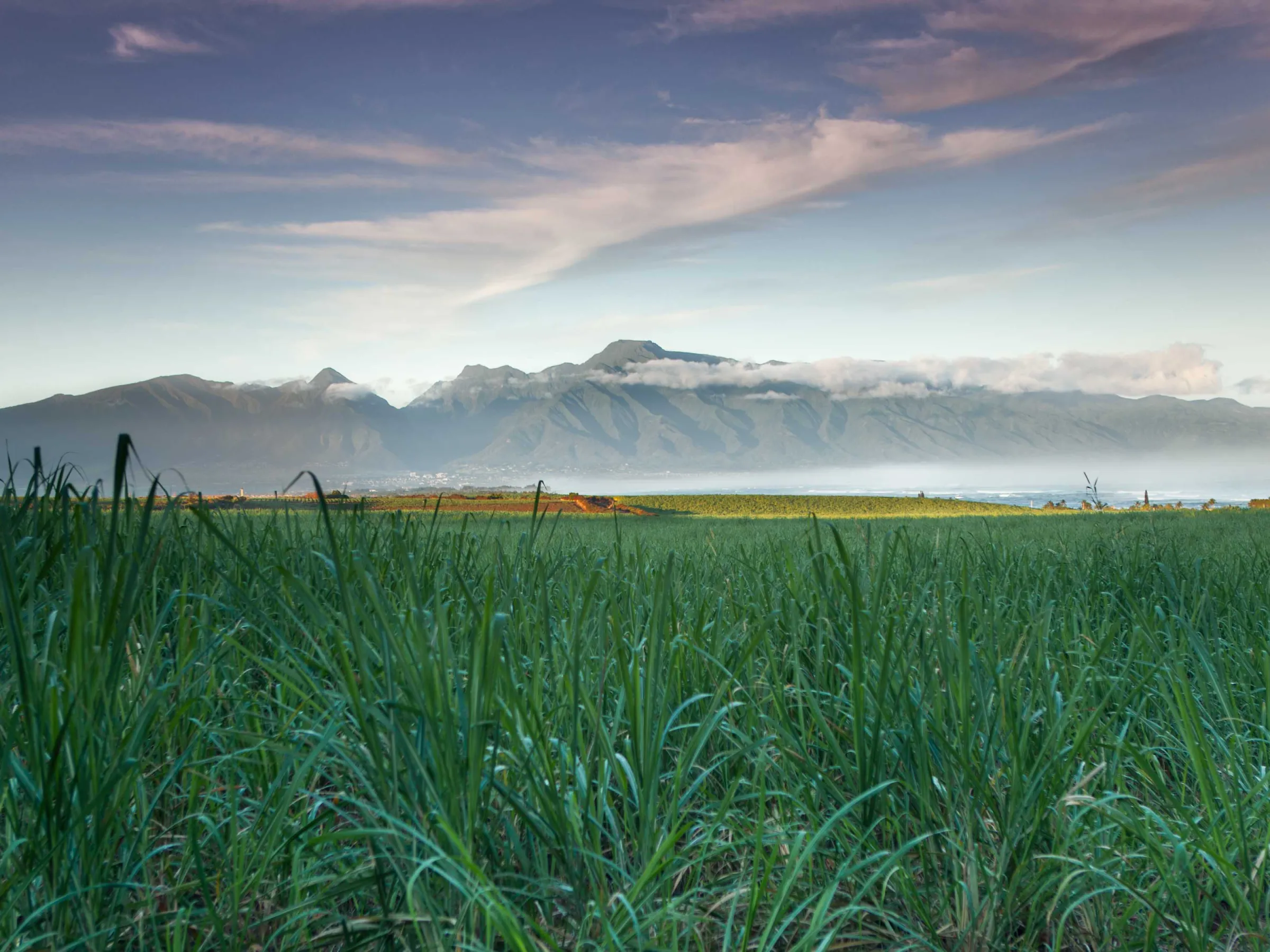 a close up of a green field