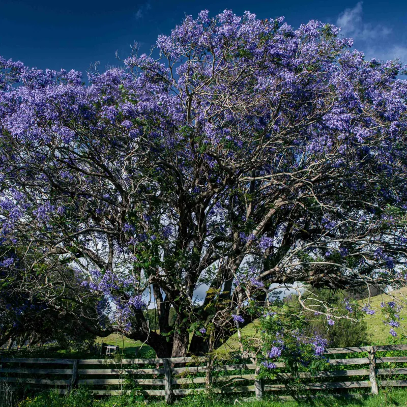 a large tree in a park