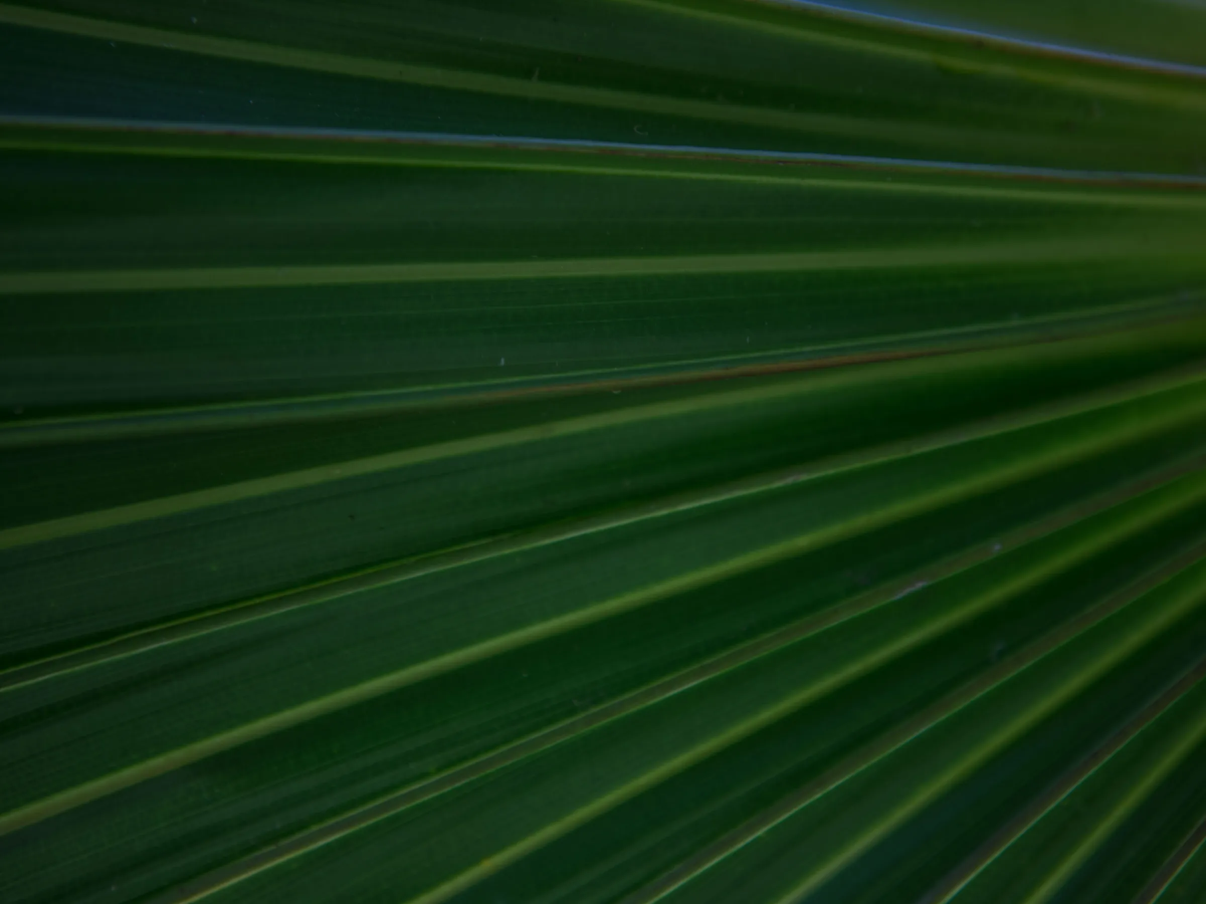 a palm tree