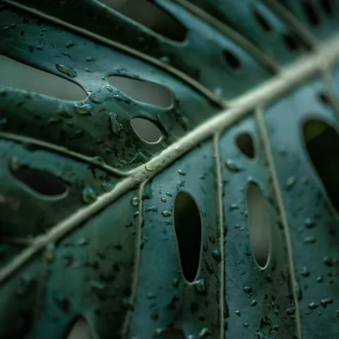 Monstera leaf Maui Hana green lush jungle