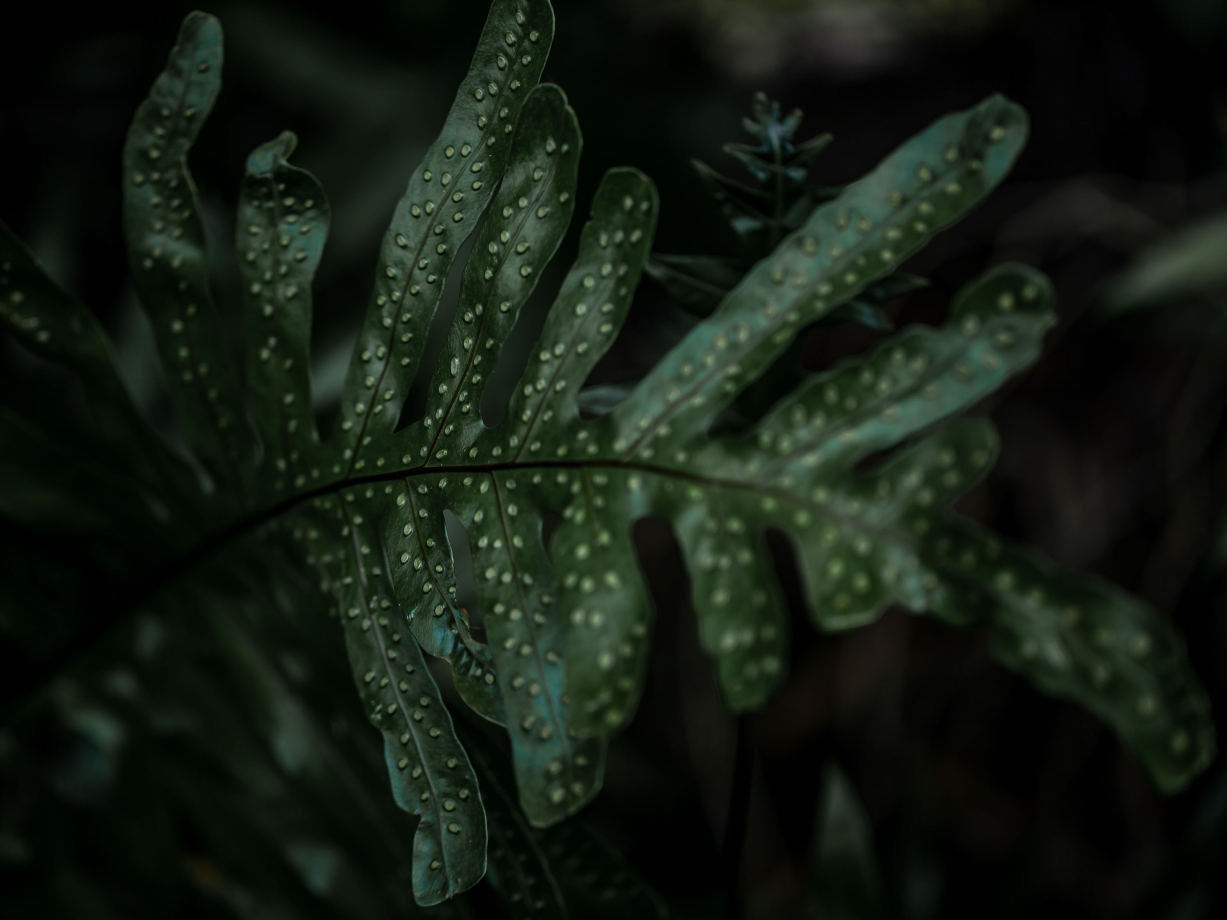 a close up of a plant
