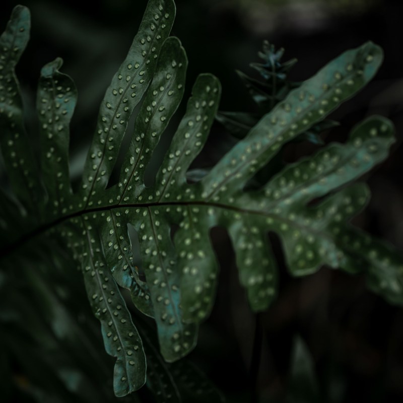 a close up of a plant