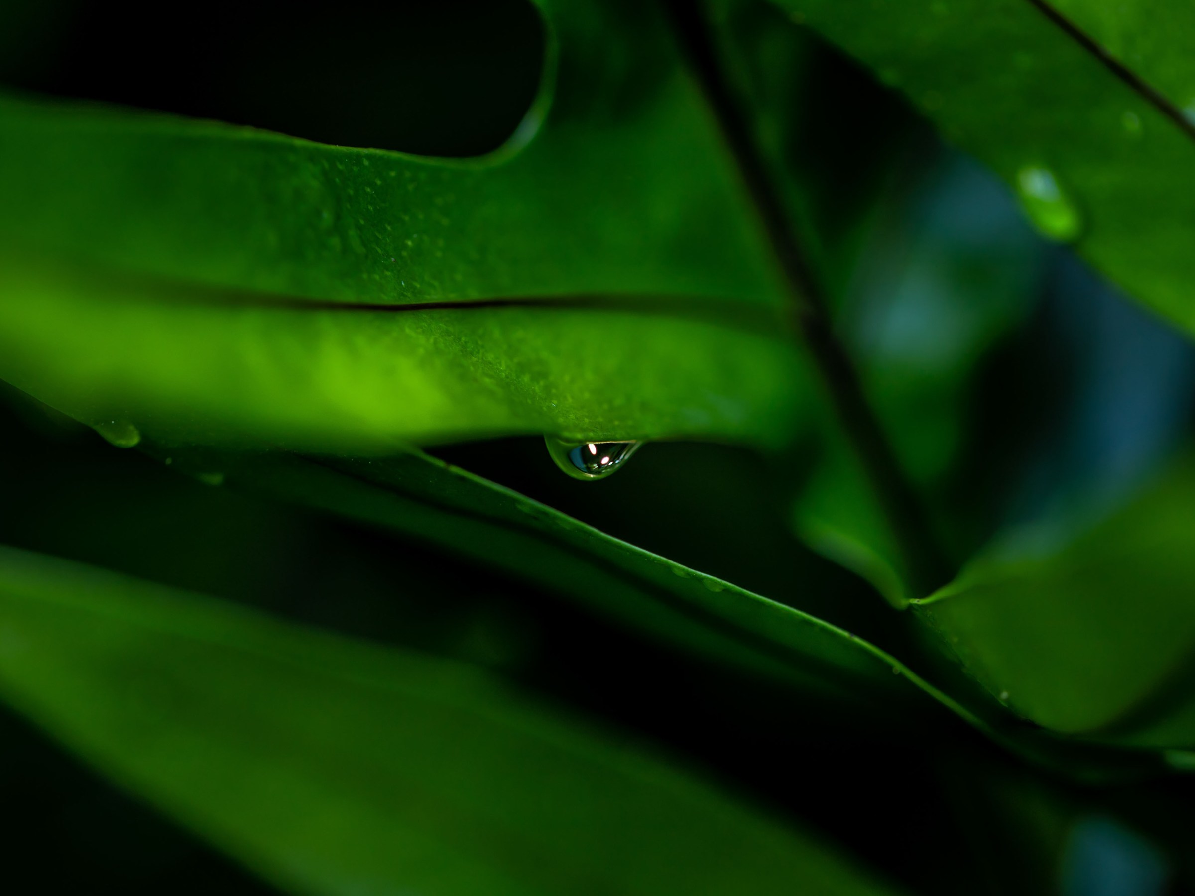 a close up of a green plant