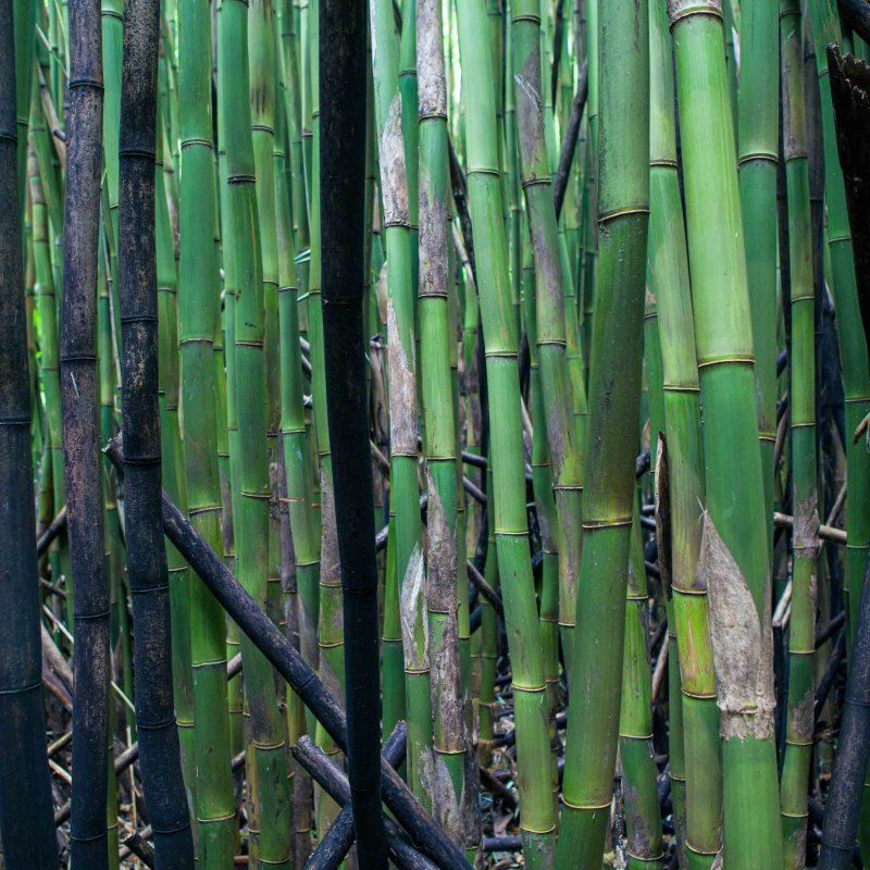 a green plant in a forest