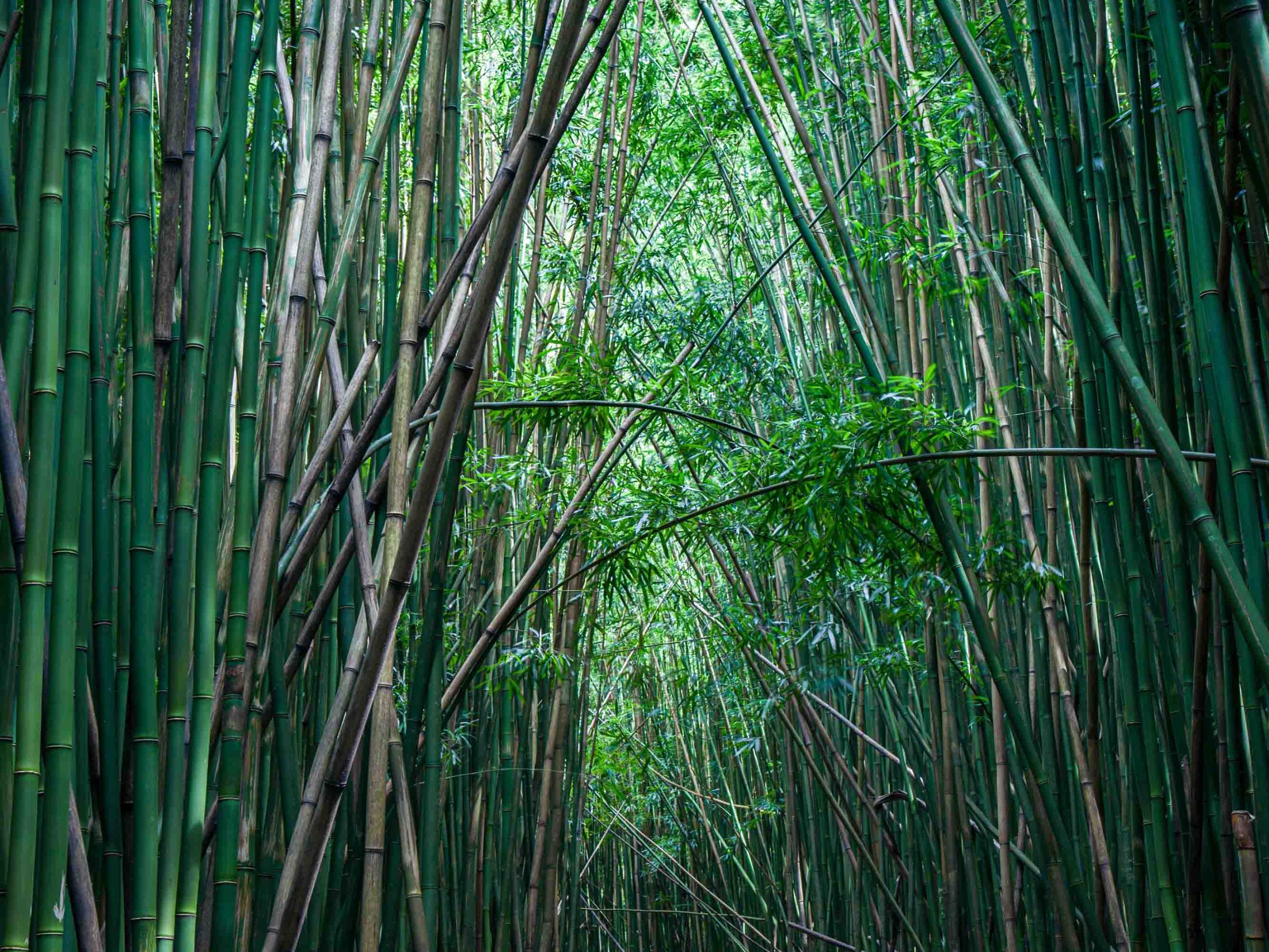 a plant in a forest