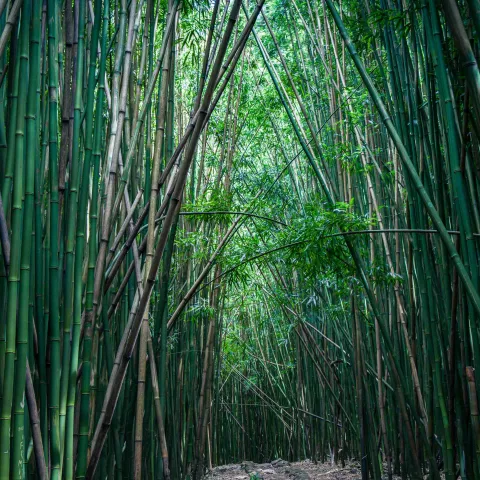 Bamboo forest Hana Maui must see vacation
