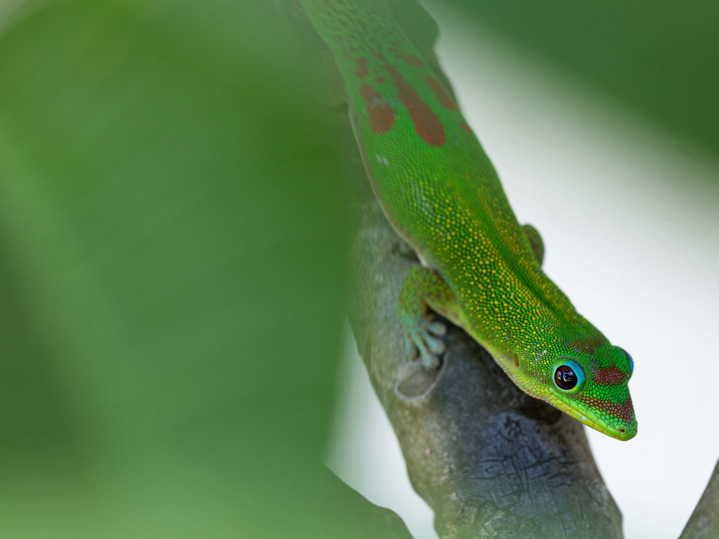 a close up of a lizard