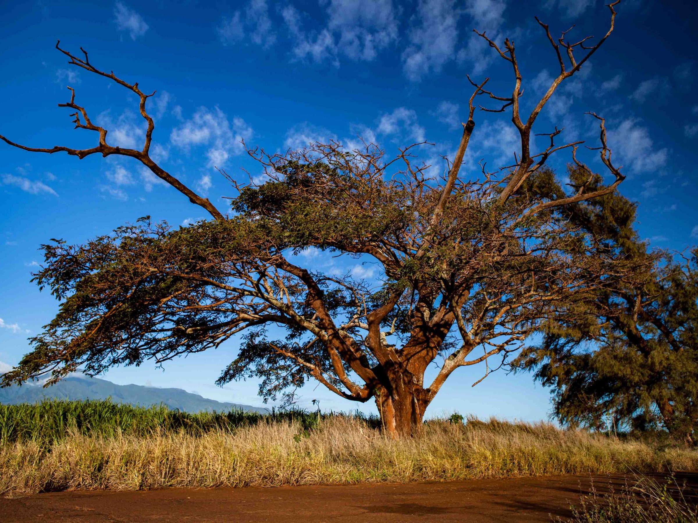 a close up of a tree