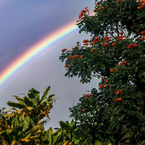 Rainbow Road to Hana Aloha Eco Adventure tours