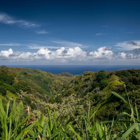 Highway to Hana lush jungle blue ocean Jurassic Park