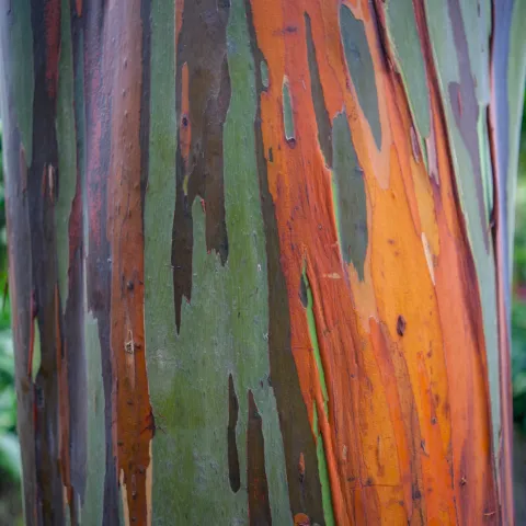 Road to Hana tour Rainbow Eucalyptus