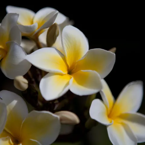 Plumeria flower tropical Hana