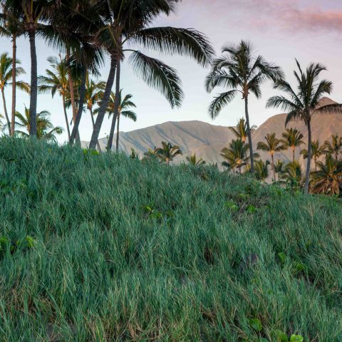 a group of palm trees next to a tree