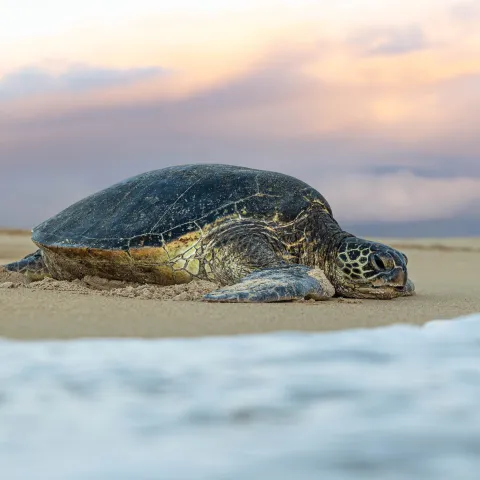 Sea Turtle Hookipa Beach Maui Road to Hana