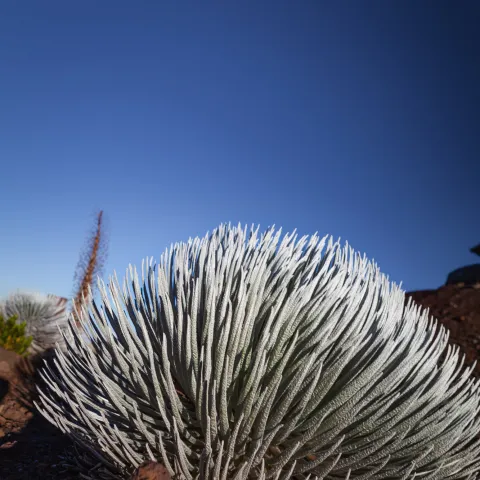 Haleakala Summit Silver sword plant lava volcano