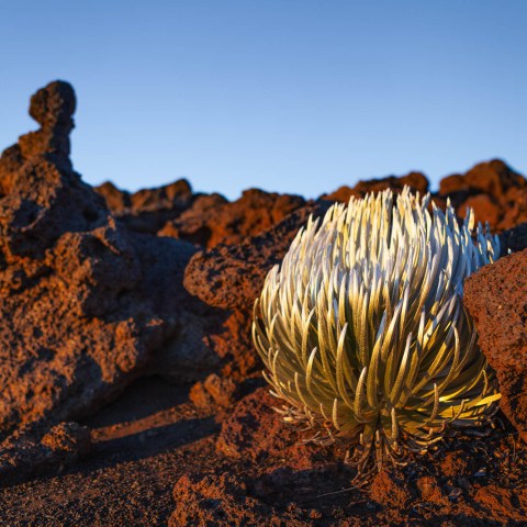 Haleakala Summit House of the Sun Silversword plant