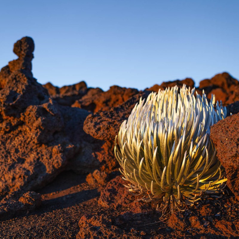 Haleakala Summit House of the Sun Silversword plant