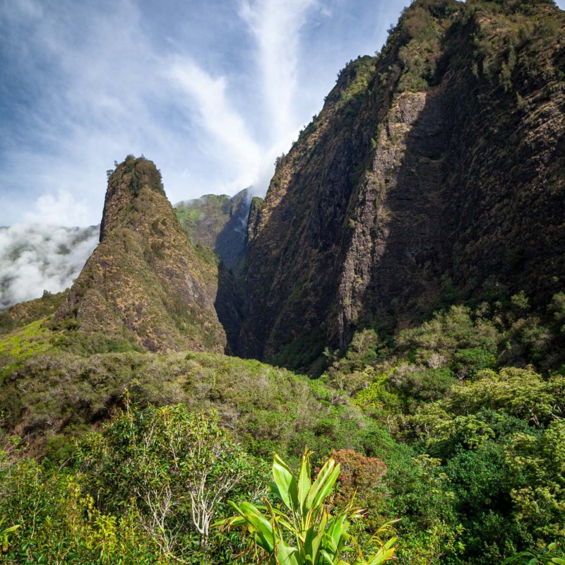 a tree with a mountain in the background