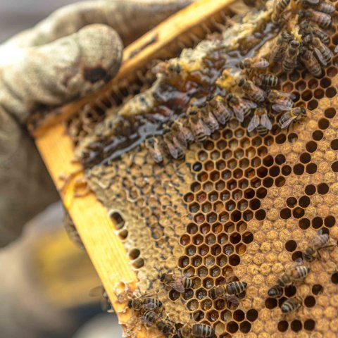 Gloved hand holding a honeycomb frame with bees on it.