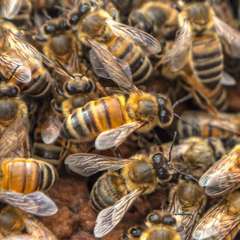 Close-up of a dense cluster of honeybees on a hive.