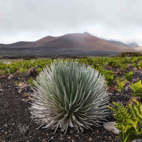 Silversword plant in volcanic landscape with cloudy mountain background.