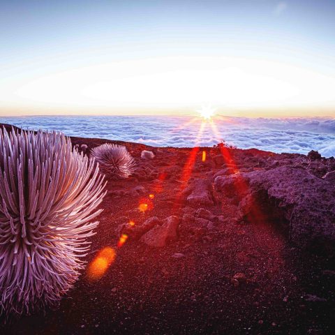 Silversword plant on volcanic landscape with sunrise and clouds in the background.
