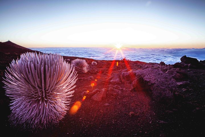Silversword plant on volcanic landscape with sunrise and clouds in the background.